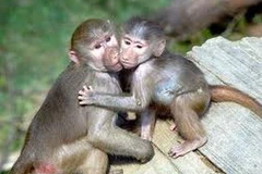 Ảnh minh họa. (Nguồn: Internet)