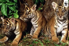 Ảnh minh họa. (Nguồn: wwf.panda.org)