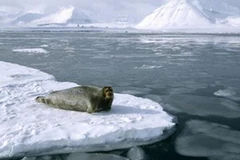 Lớp băng của Bắc Băng Dương ngày càng tan chảy nhiều hơn. (Nguồn: Internet)