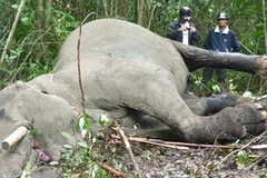 Voi Beckham bị sát hại. (Nguồn: Internet)