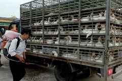 Ảnh minh họa. (Nguồn: Đình Huệ/TTXVN)