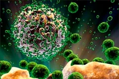 Virus HIV. (Nguồn: Internet)