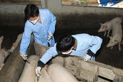 Tiêm phòng dịch cho lợn ở xã Cao Viên, huyện Thanh Oai, Hà Nội. (Ảnh: Hoàng Tùng/TTXVN)