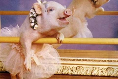 Ảnh minh họa. (Nguồn: Internet)