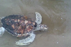 Ảnh minh họa. (Nguồn: Internet)