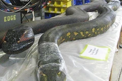 Ảnh minh họa. (Nguồn: flickr.com)