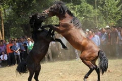 Lễ hội đấu ngựa Hà Giang thu hút sự quan tâm lớn