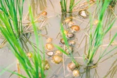 Bùng phát việc mua ốc bươu vàng bán cho Trung Quốc