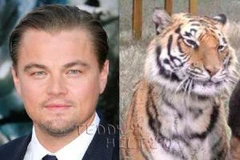 DiCaprio luôn được biết tới là nhà hoạt động bảo vệ loài hổ rất tích cực. (Nguồn: Internet) 
