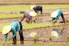 Ảnh minh họa. (Nguồn: TTXVN)