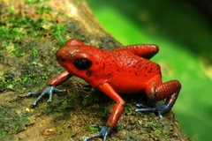 Ếch Oophaga. (Nguồn: wikimedia.org)