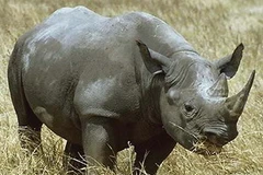 Ảnh minh họa. (Nguồn: Internet)