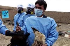 Ảnh minh họa. (Nguồn: animalpeoplenews.org)