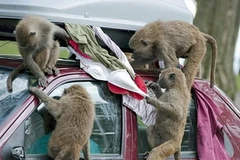 Ảnh minh họa. (Nguồn: Internet)