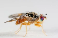 Ruồi giấm. (Nguồn: Internet)