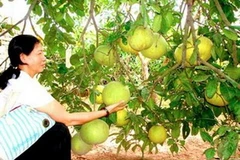 Bưởi đường Quế Dương. (Nguồn: Internet)