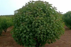 Cây cọc rào. (Nguồn: climatelab.org)