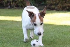 Ảnh minh họa. (Nguồn: Internet)