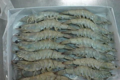 Ảnh minh họa. (Nguồn: alibaba.com)