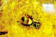 Hổ phách. Ảnh minh họa. (Nguồn: Internet)