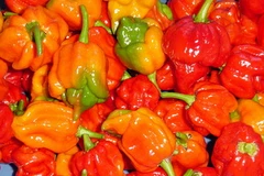 Giống ớt cay nhất thế giới Trinidad Scorpion Butch T. (Nguồn: Internet)