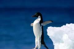 Ảnh minh họa. (Nguồn: Internet)