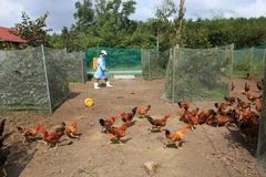 Phun thuốc tiêu độc khử trùng tại một trang trại chăn nuôi gà trên địa bàn thị xã Hương Thủy. (Ảnh: Hồ Cầu/TTXVN)