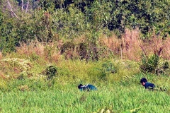 Lực lượng công an khám nghiệm hiện trường, truy tìm chứng cứ vụ án. (Ảnh: Thành Chung/TTXVN)