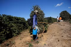 Công nhân tại một trang trại cà phê ở Brazil. (Nguồn: Reuters)