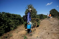 Công nhân tại một trang trại cà phê ở Brazil. (Nguồn: Reuters)