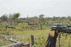 Hiện trường vụ phá rừng tại tiểu khu 205, các vết cắt còn khá mới. (Ảnh: Tuấn Anh/TTXVN)