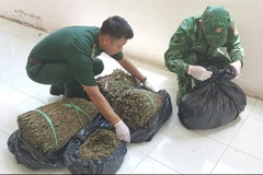 Lực lượng chức năng thu giữ hơn 18kg cần sa khô đang vận chuyển qua biên giới. (Ảnh: TTXVN phát)