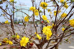 Hoa mai khoe sắc trong nắng Xuân. (Ảnh: TTXVN)