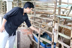 Anh Nguyễn Hoàng Việt cho hươu ăn. (Ảnh: Hữu Chí/TTXVN)