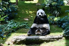 Gấu trúc An An. (Nguồn: AFP)