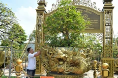 Cây mai vàng hơn 100 năm tuổi mang tên Tuệ Sâm là điểm nhấn trong Bộ sưu tập 10 cây mai vàng của ông Vũ Đức Đông. (Ảnh: Nhựt An/TTXVN)