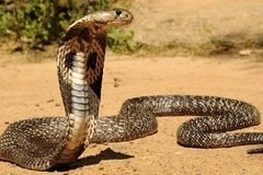 Rắn hổ mang chúa. (Nguồn: Vietnamforestry)