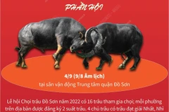 Hấp dẫn Lễ hội chọi trâu truyền thống Đồ Sơn 2022.