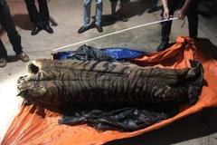 Cá thể hổ nặng trên 200kg. (Ảnh TTXVN phát)