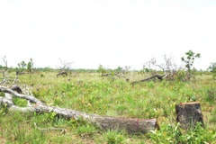 Hiện trường vụ án hủy hoại hơn 382ha rừng tại xã Ya Tờ Mốt, huyện Ea Súp. (Ảnh: Tuấn Anh/TTXVN)