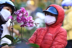 Hoa lan hồ điệp được nhiều người quan tâm, tìm chọn mua. (Ảnh: Hoàng Hiếu/TTXVN)