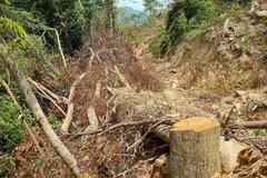 Hiện trường vụ chặt hạ nhiều gốc cây rừng tự nhiên tại Tiểu khu 771, xã Cam Tuyền, huyện Cam Lộ. (Ảnh: TTXVN phát)