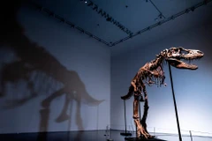 Bộ xương hóa thạch hoàn chỉnh của khủng long Gorgosaurus.(Nguồn: AP)
