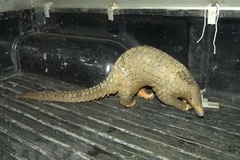 Một cá thể tê tê. (Ảnh minh họa. Nguồn: TTXVN)