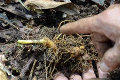 Sâm Ngọc Linh. (Nguồn: TTXVN)