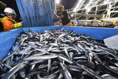 Cá ở cảng Onahama, Fukushima. (Nguồn: Kyodo)