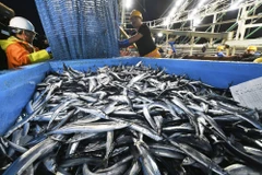 Cá ở cảng Onahama, Fukushima. (Nguồn: Kyodo)