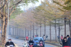 Một góc đường Bưởi được nhuộm vàng mùa cây bàng thay lá. (Ảnh: Tuấn Đức/TTXVN)