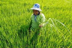 Nông dân Thái Lan. (Ảnh minh họa (Nguồn: Thai-german-cooperation)