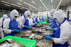 Chế biến tôm xuất khẩu. (Ảnh: TTXVN)